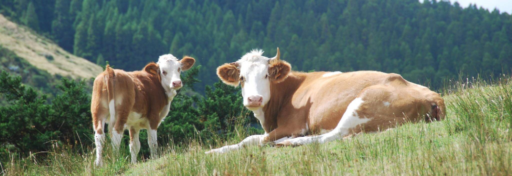 Исследование причин диареи телят